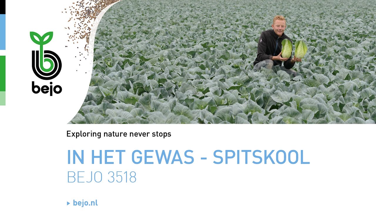 BEJO | In het gewas - Spitskool - Bejo 3518
