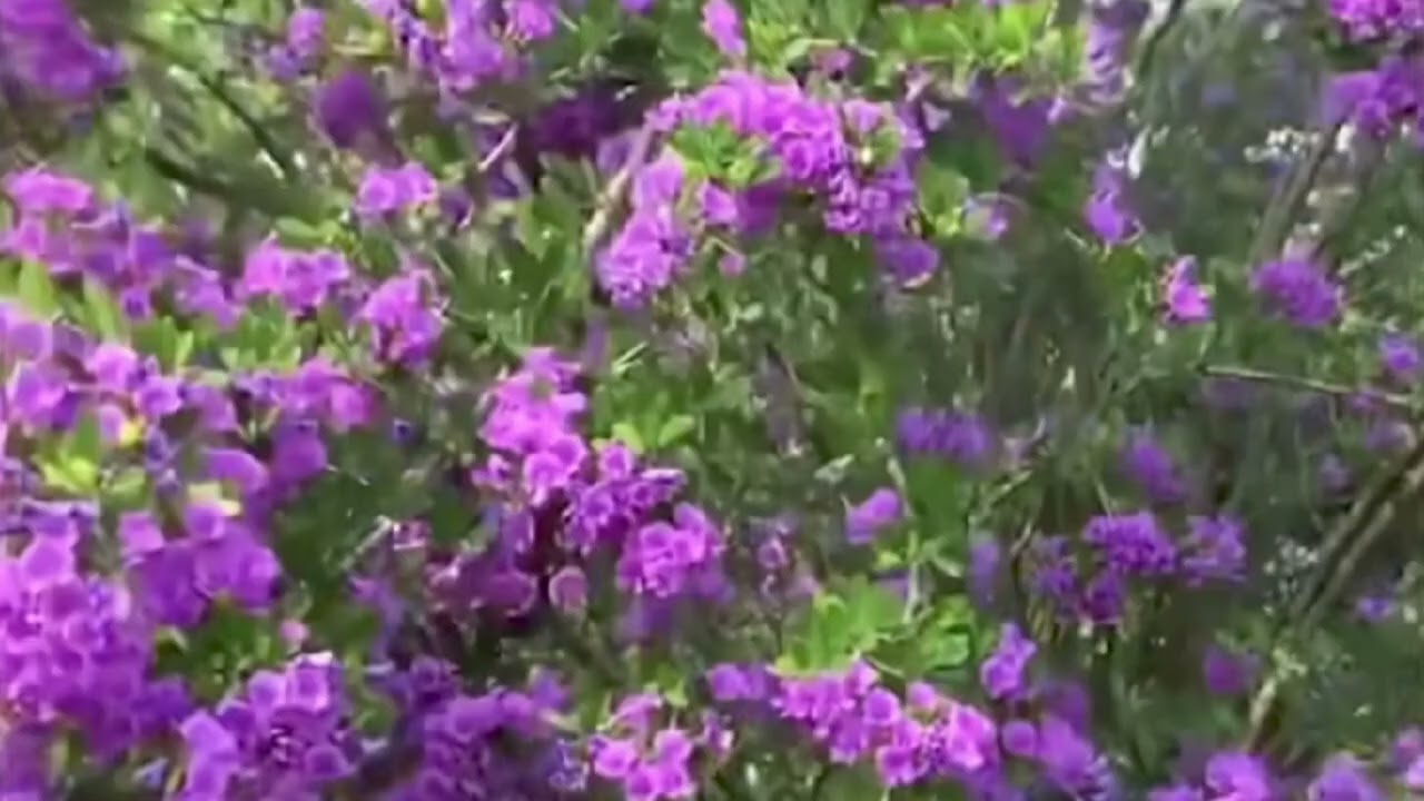 Nhạc nền dẫn đám cưới 