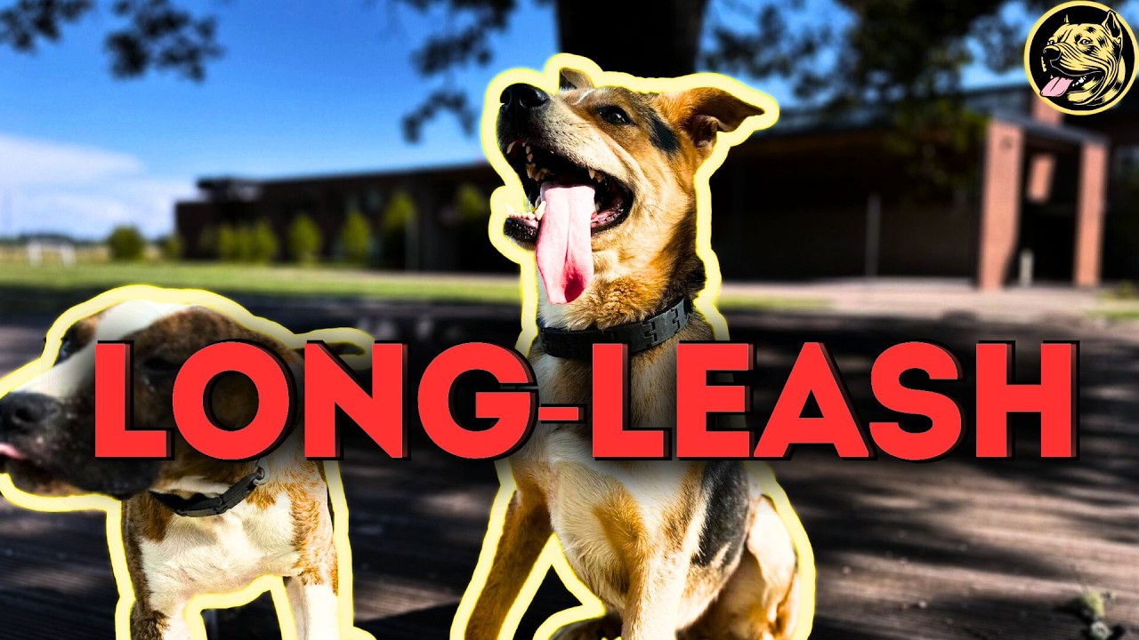 Achieve Your Dog's Full Potential with This Tool