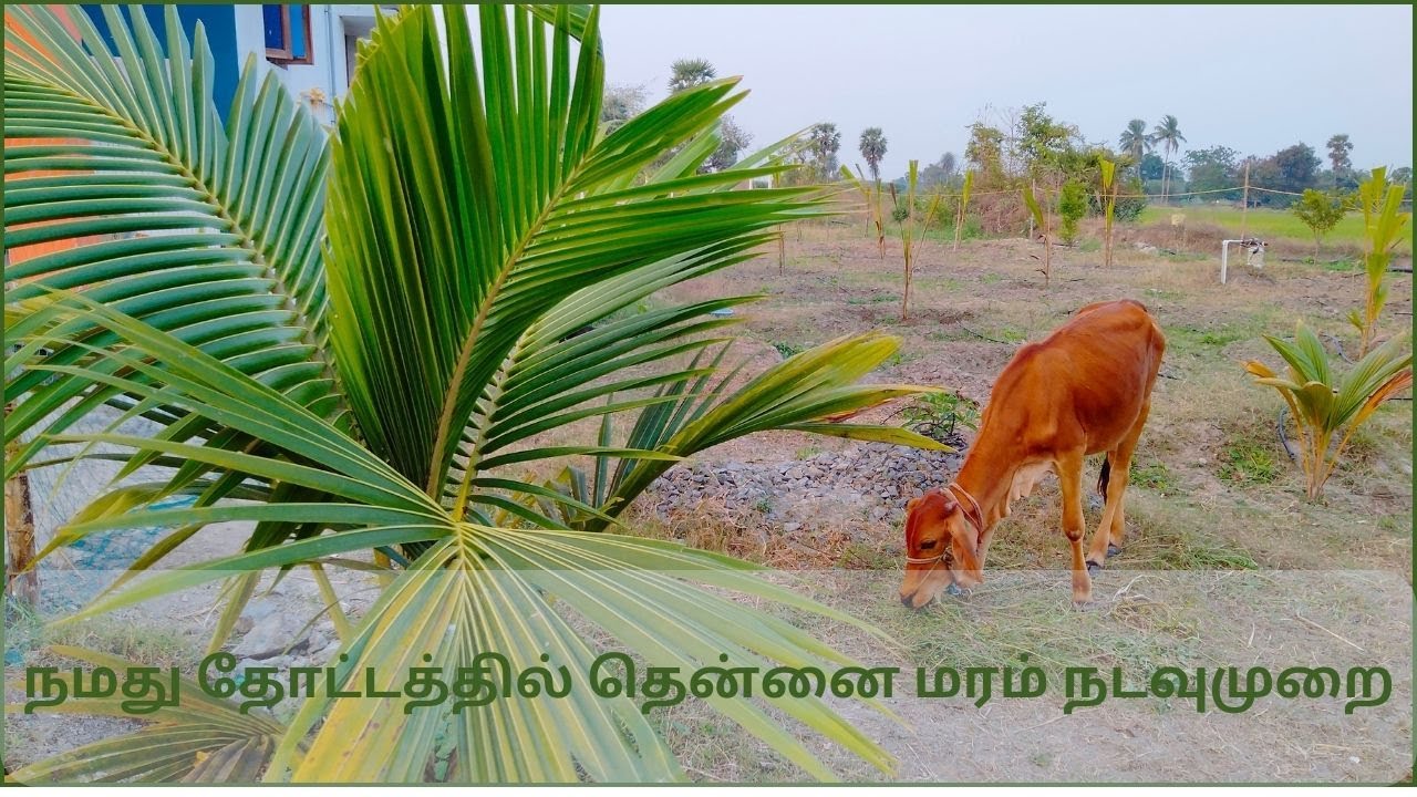 தோட்டத்தில் தென்னை மரம் நடவுமுறை|Cocunut tree cultivation