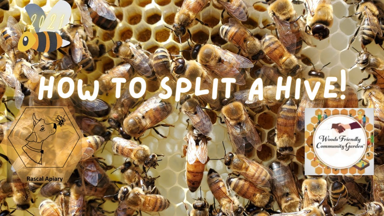 How to Split a Hive with Woods Friendly Garden