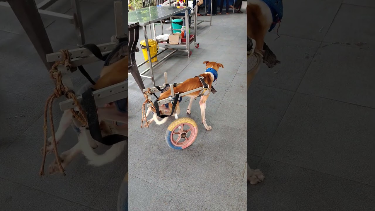 🐾 Wheel Cart Dog – Shrimad Rajchandra Animal Hospital, Dharampur 🐾