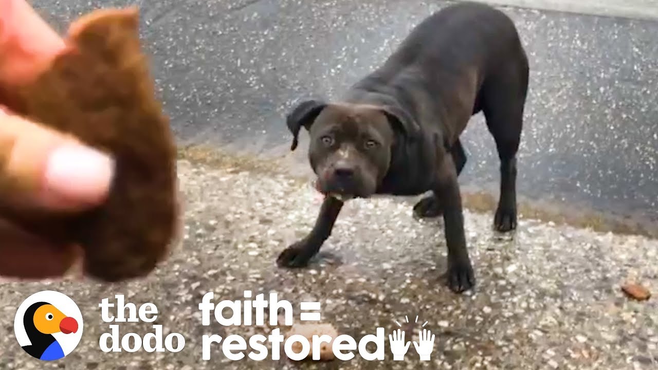 Woman Tries to Rescue a Stray Pittie Every Day for 3 Weeks | The Dodo Faith = Restored