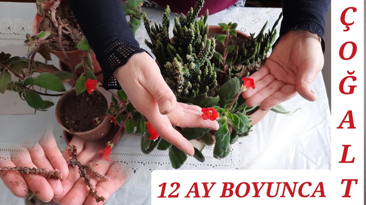 SÜREKLİ ÇİÇEK AÇABİLEN, BAKIMI EN KOLAY BİTKİ,KOHLERİA ÇİÇEĞİ, JAPON KÜPELİSİ BAKIMI VE ÇOĞALTILMASI