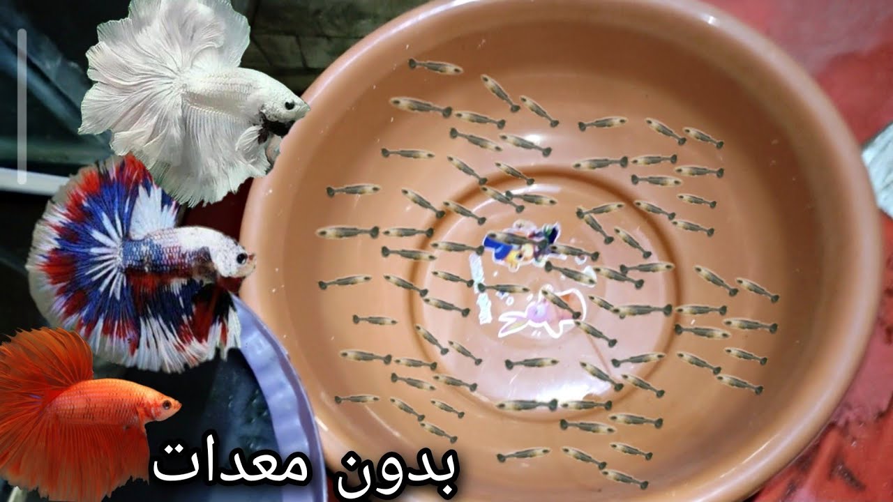 تفريخ سمكة الفيتر في علبه بدون معدات 🤔 الجزء الاول breeding bitta part 1