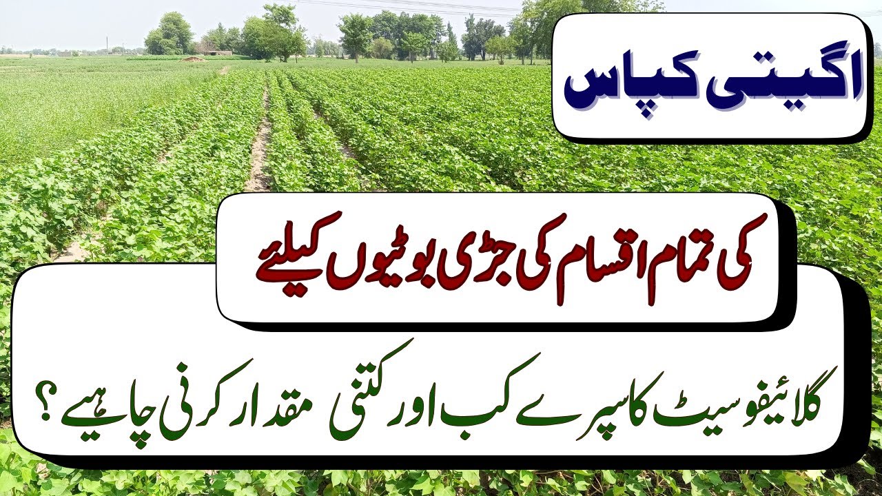 When and how much glyphosate should be sprayed for all types of cotton weeds?