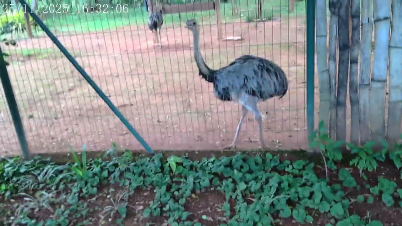 O dinosauro das penozas no mundo de hoje.