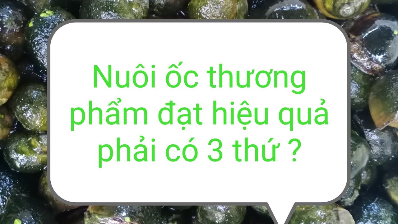 nuôi ốc thương phẩm thành công cần phải có 3 thứ....