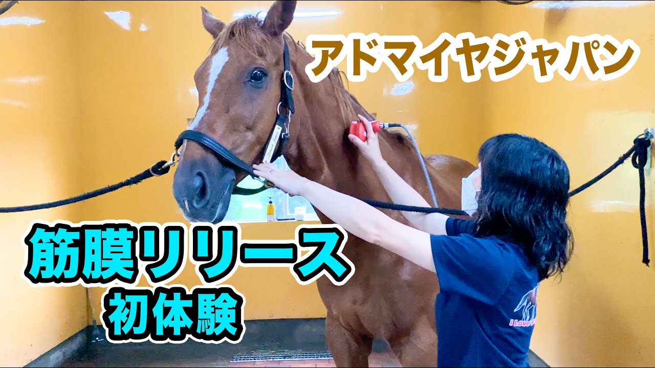 まるでエステ！？アドマイヤジャパン、筋膜リリースを受けてみる｜ヴェルサイユリゾートファーム