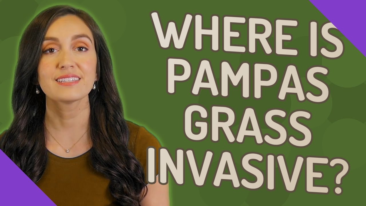 Where is pampas grass invasive?