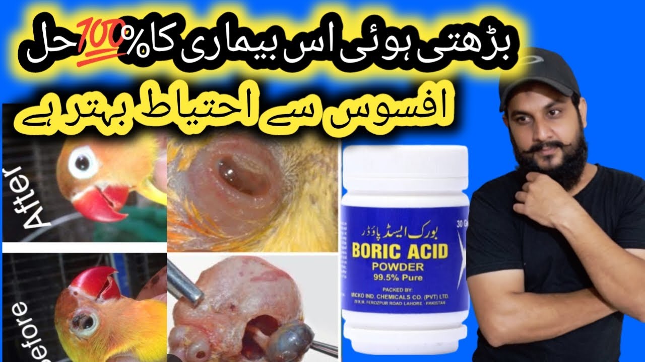 Lovebirds eye  infection| birds eye infection| pox disease