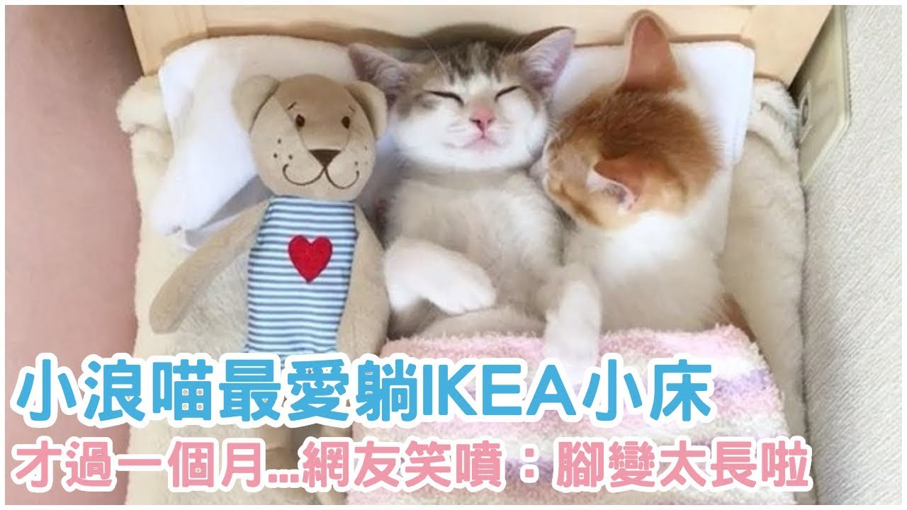 小浪喵最愛躺IKEA小床，想不到才過一個月....網友笑噴：「腳變太長啦！」【 動物家 】