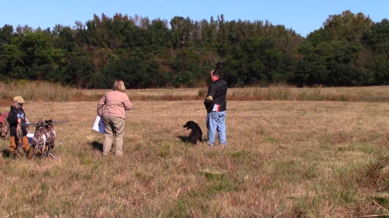 AKC Master Hunt Test - Dave Wilson Runs Cam - 1st Series - Neuce Retriever Club 10-26-13