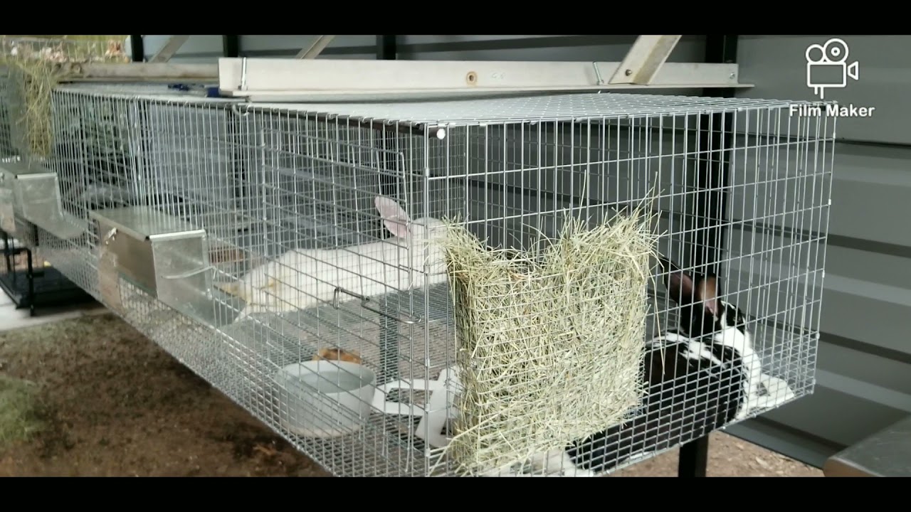 Welcome to my Rabbitry
