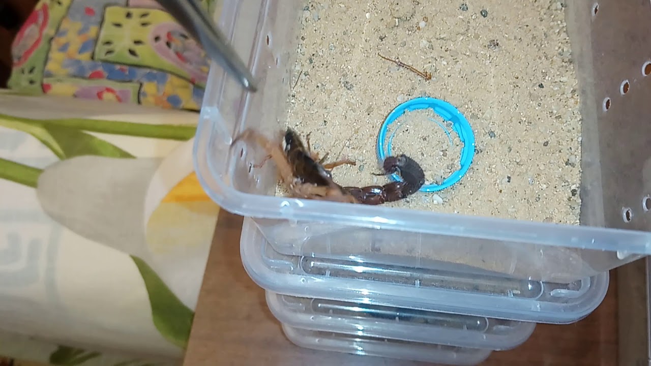 Скорпион ПИЩИТ! Стридуляция, у Parabuthus villosus 