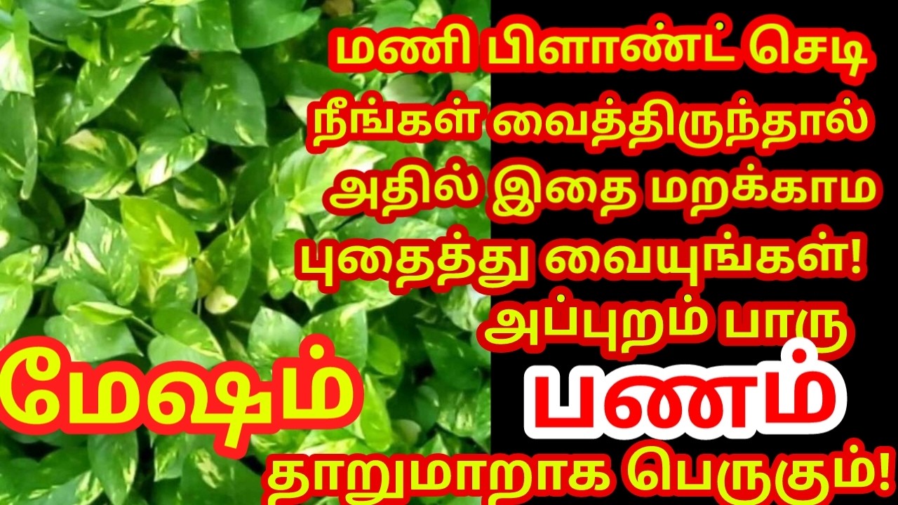 மணி பிளான்ட் செடியில் இதை புதைத்து வையுங்கள் பணம் நன்றாக பெருகி கடன் அடையும்|#money |#mesham rasi