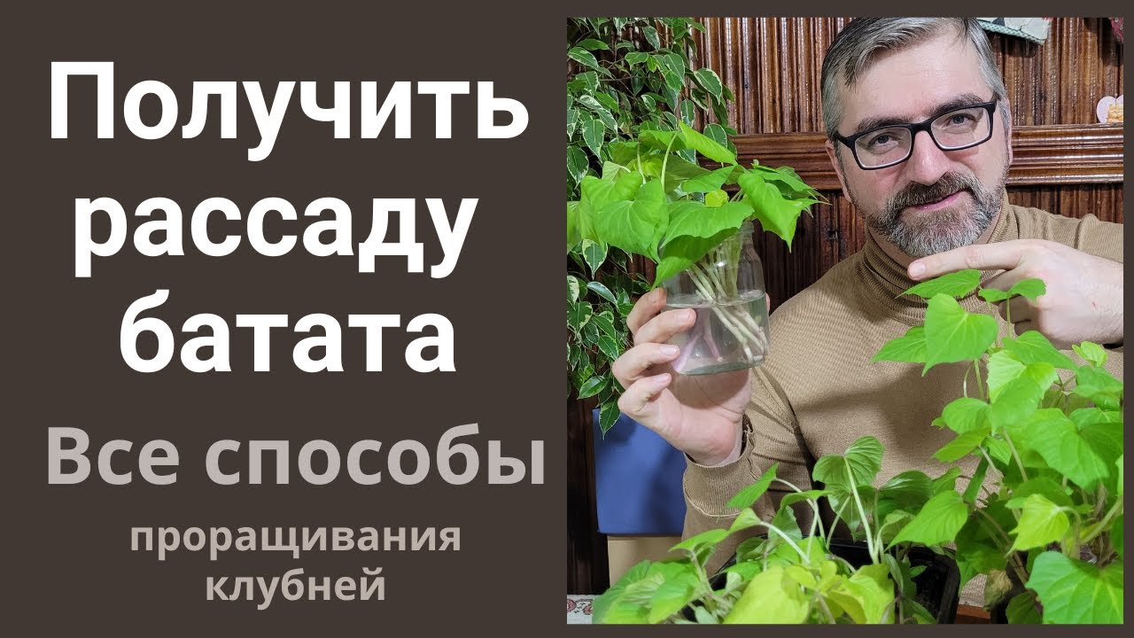 Как получить рассаду батата.  Все способы проращивания клубня батата