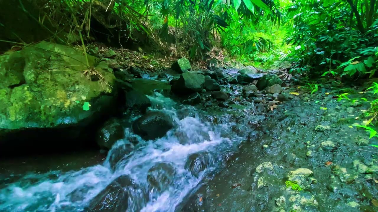 Deep Sleep Forest River: ASMR Water Sounds & Nature Ambience