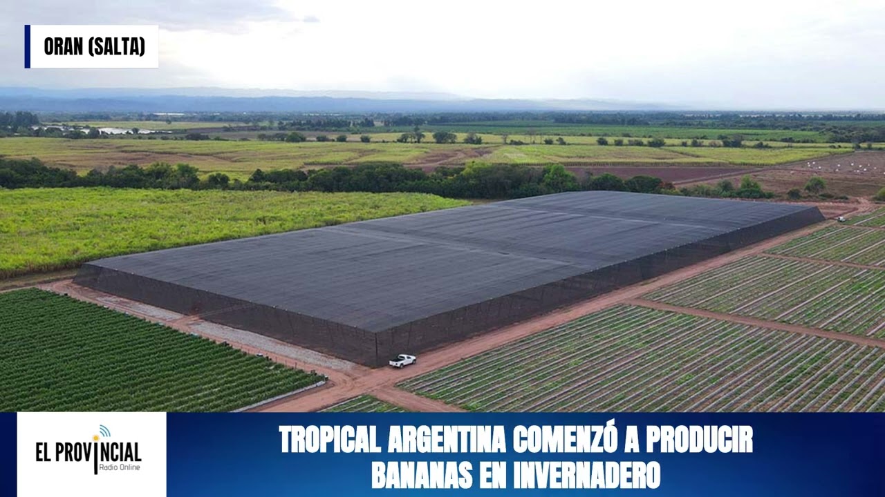 TROPICAL ARGENTINA COMENZÓ A PRODUCIR BANANAS EN INVERNADERO