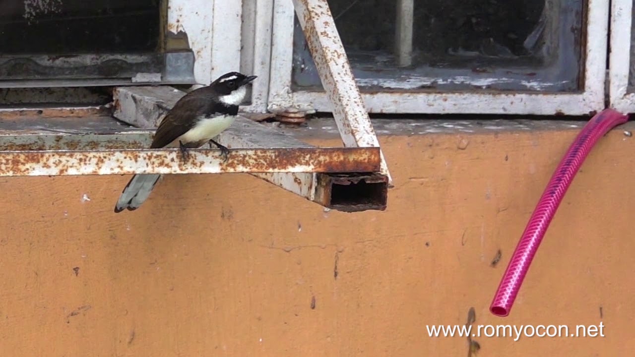Pied Fantail Misses Its Prey in Mid-air (RX10 MIV Slomo)