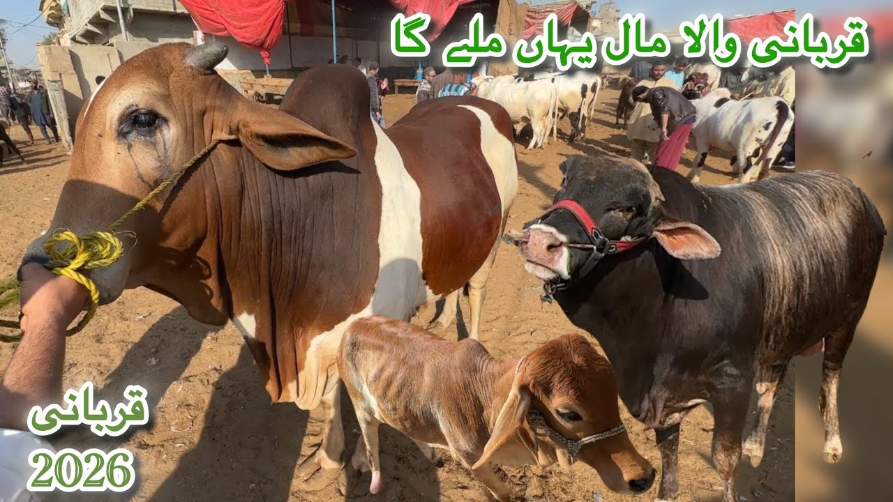 Karachi Cow Mandi Malir Latest Rates Update 27 Jan 2026 || Qurbani Season 2026 || Mandi 26 