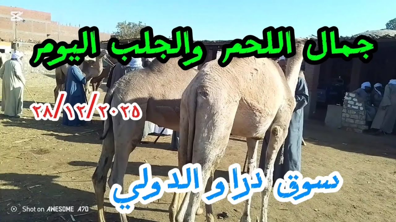 #ارتفاع اسعارجمال اللحم والجلب داخل سوق دراو ٢٨/١٢