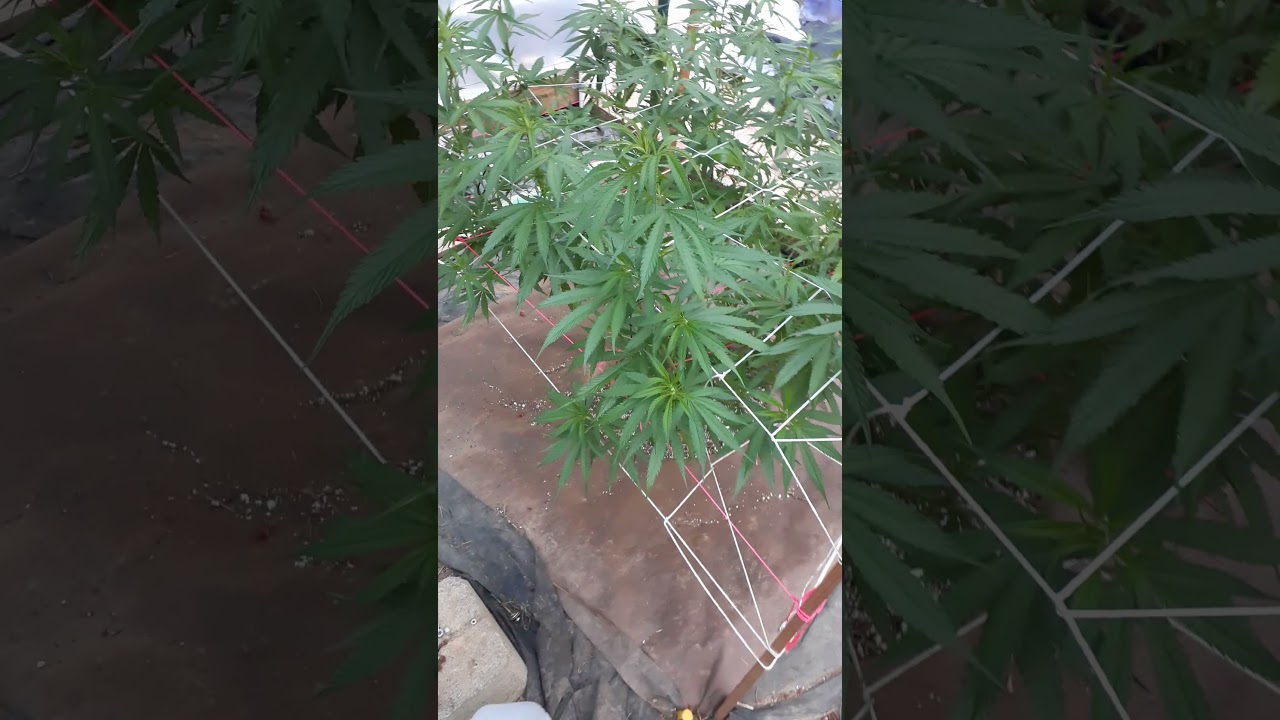 SNEAK PEAK: coastal Oregon cannabis grow journal @SmithRiverFarm