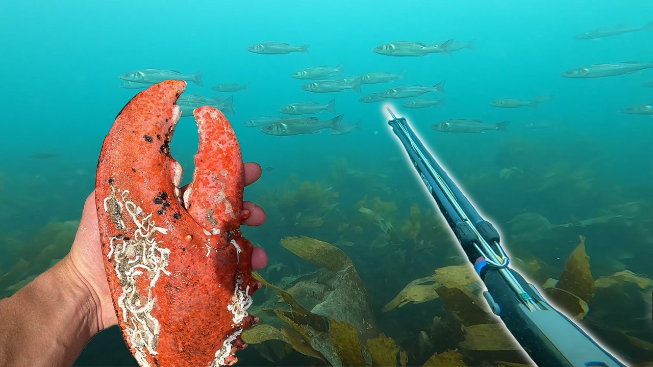 *MONSTER* LOBSTER catch and cook and BASS spearfishing | Cornwall Spearfishing | The Fal Anglers
