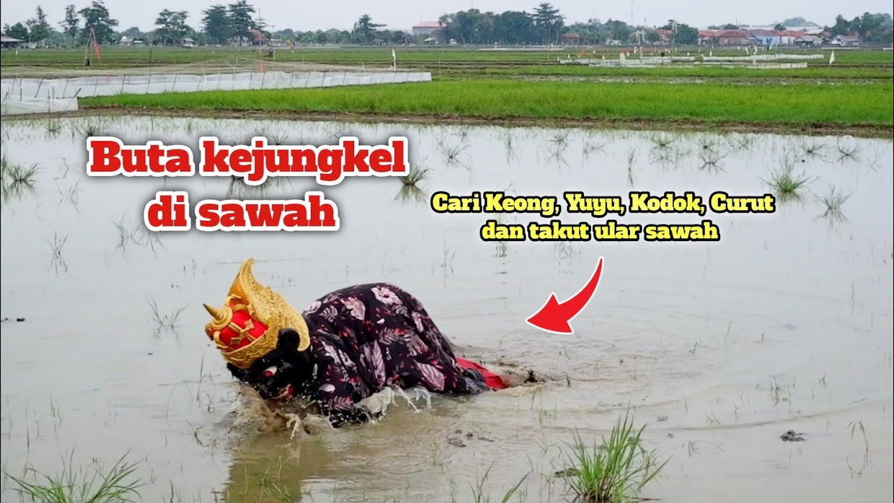 Buta Viral ! kejungkel disawah cari keong, Yuyu, kodok, Curut dan takut Ular sawah dijamin ngakak