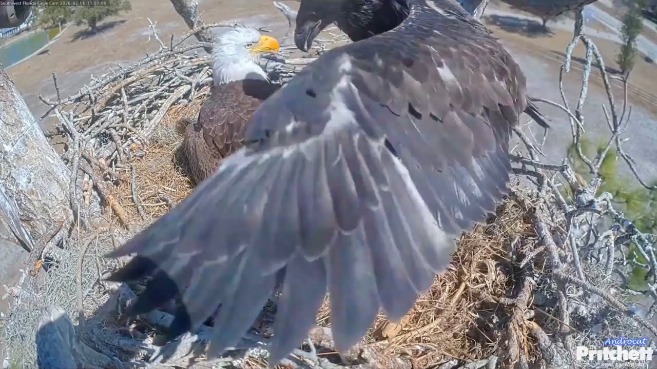 SWFL Eagles 2-9-26.  WATCH OUT, MOM!  You're Right in the Middle where I PRACTICE MY JUMPING JACKS! 