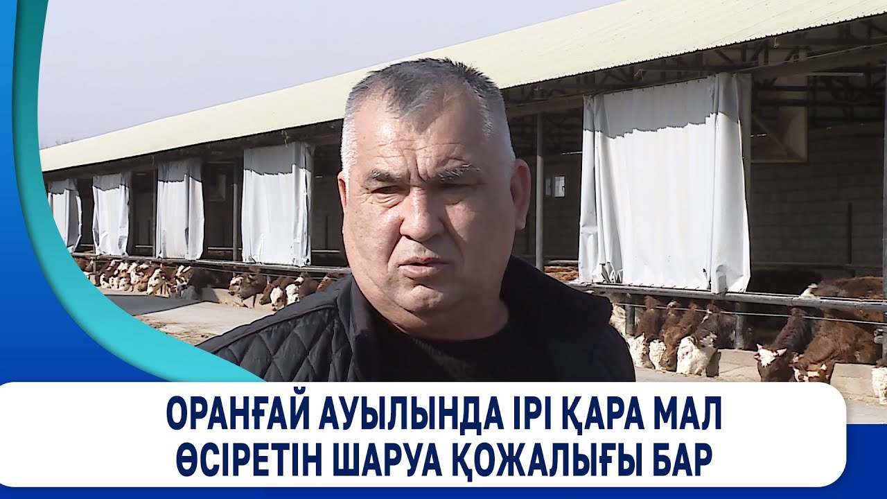 Оранғай ауылында ірі қара мал өсіретін шаруа қожалығы бар