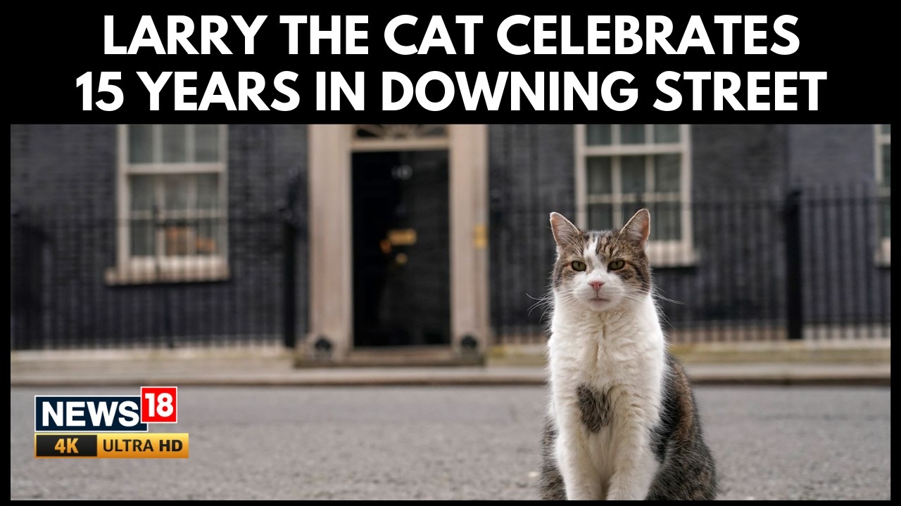 Larry The Cat Celebrates 15 Years As Chief Mouser At 10 Downing Street | N18G | 4K