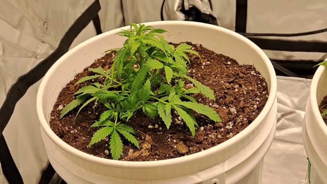 AFGOO OVERDRIVE 5 WEEKS CHECKING SEX
