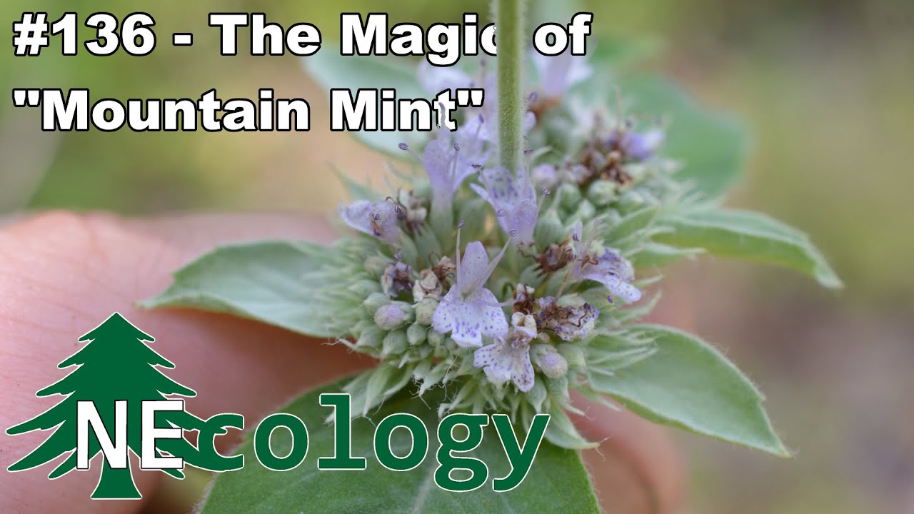 NEcology #136 - The Magic of 