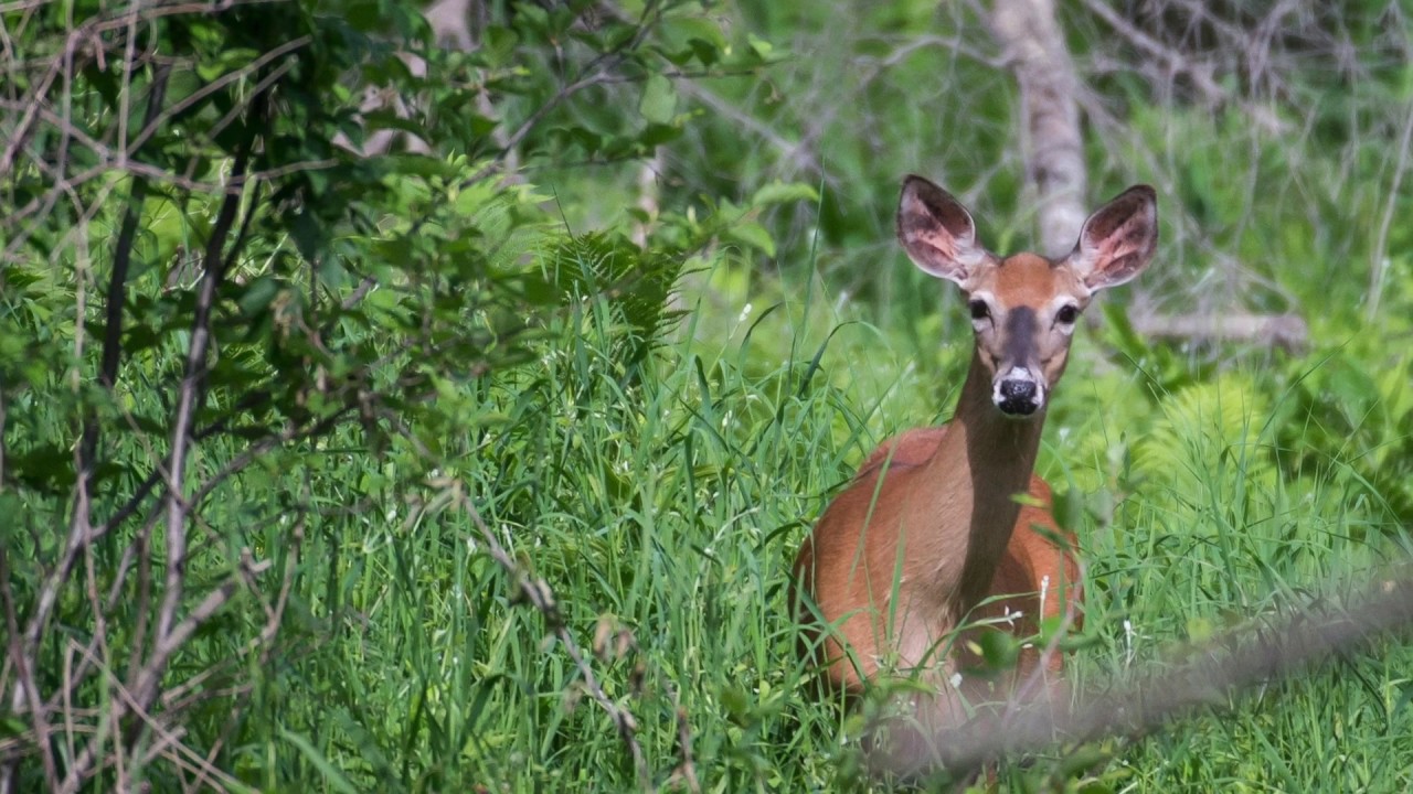 James C. Yerxa Nature Preserve