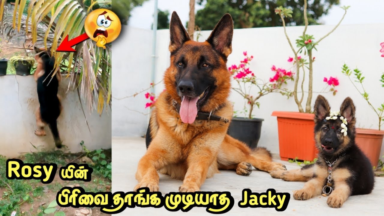 Rosy -யின் பிரிவை தாங்க முடியாத Jacky 😭 | Time to leave Rosy 😢😢 | JACKY THE GERMAN SHEPHERD