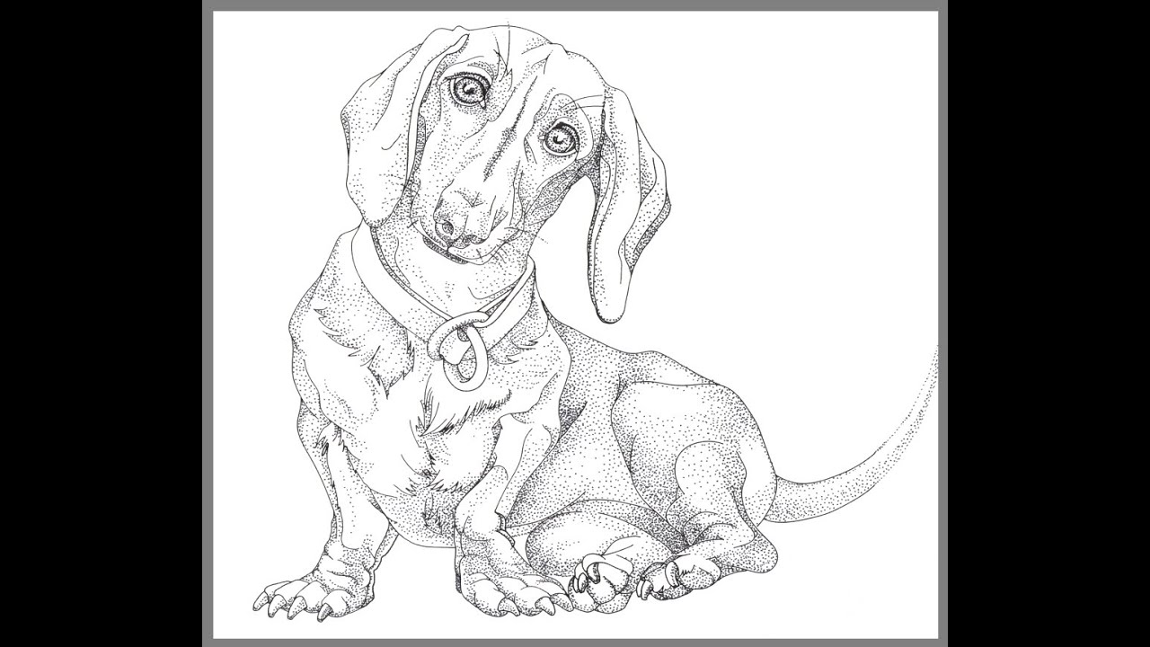Drawing of Dachshund Time-laps. Stippling. Two hours of stippling (pointillism) in 20 minutes video.