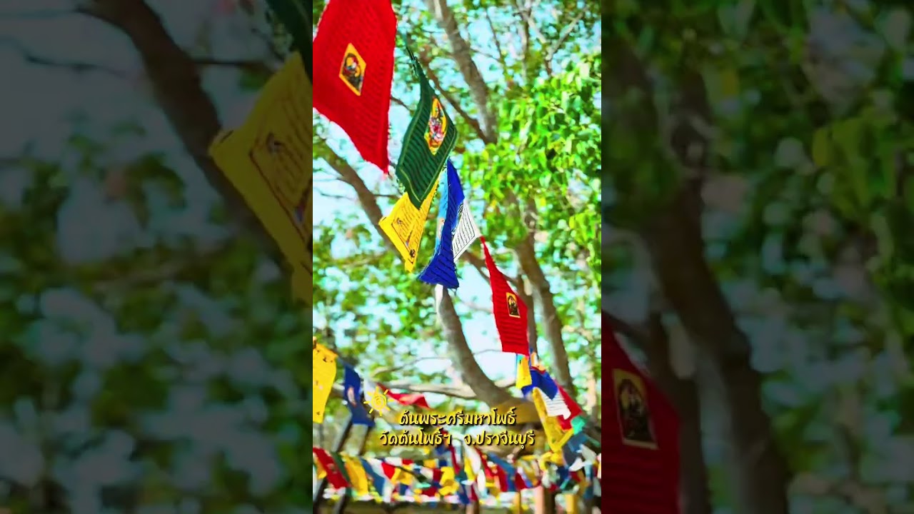 ต้นพระศรีมหาโพธิ์ วัดต้นโพธิ์ศรีมหาโพธิ จ.ปราจีนบุรี