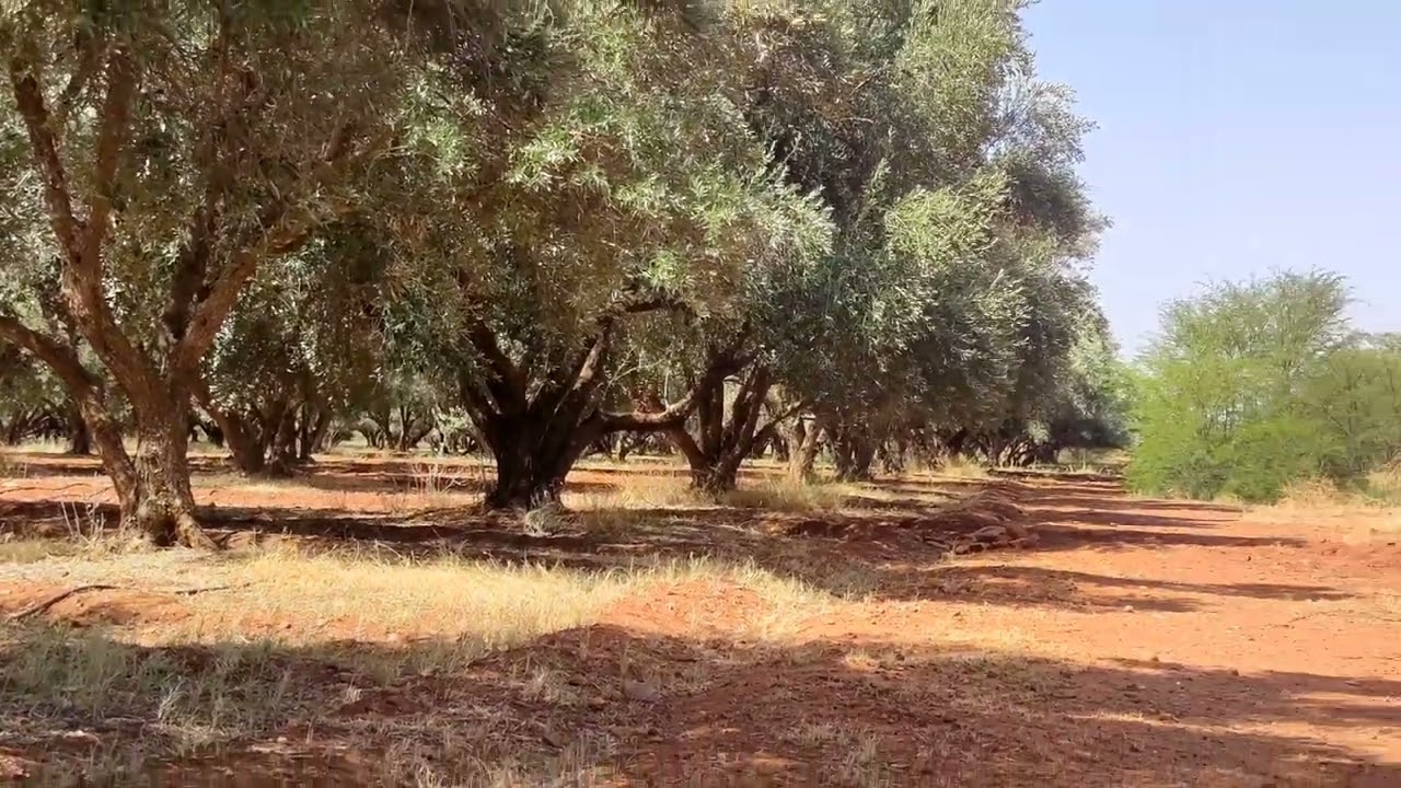 مزرعة فلاحية ملكية للبيع مساحتها 5هكتار بها اشجار الزيتون وبئر بالطاقة الشمسية نواحي مدينة العطاوية