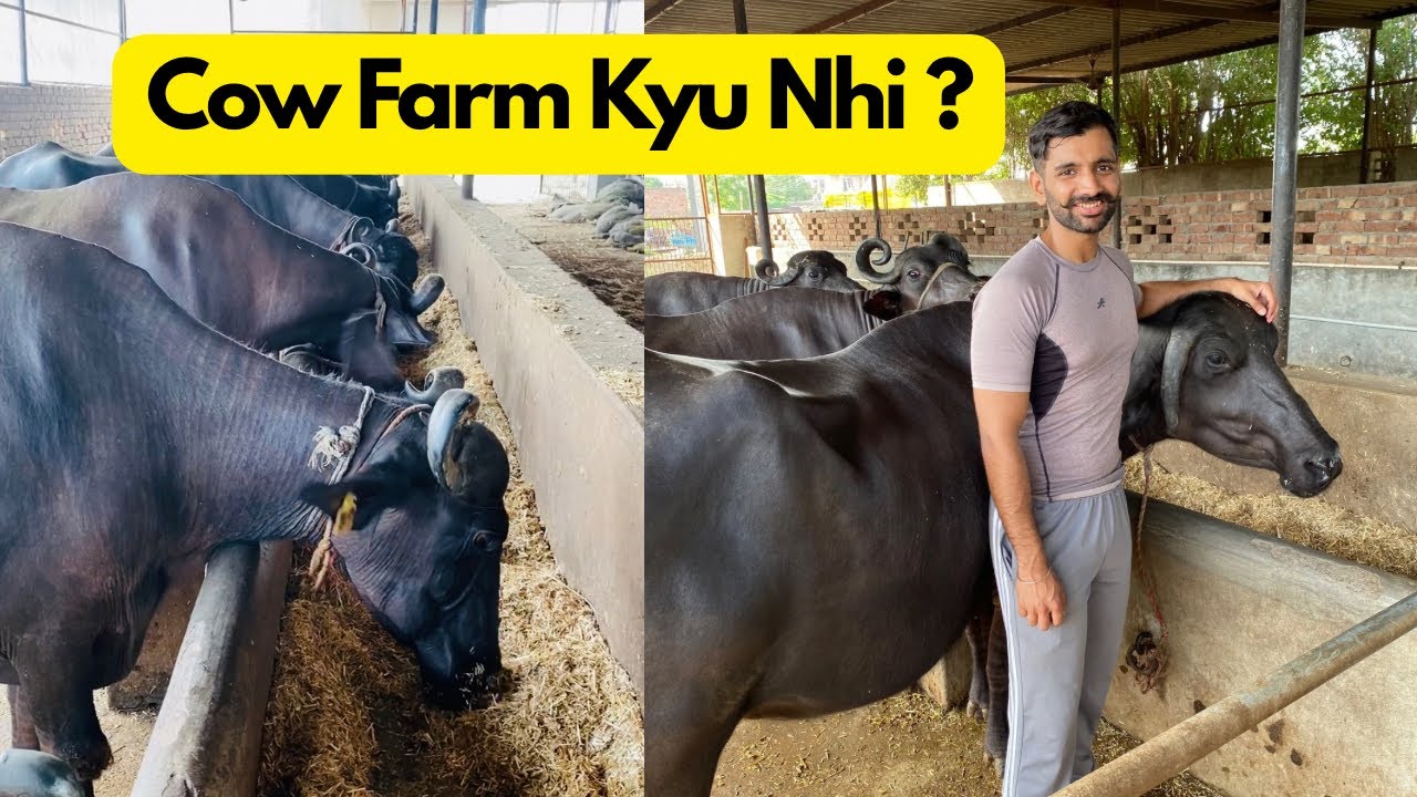 Why we only have buffaloes in our Dairy Farm.