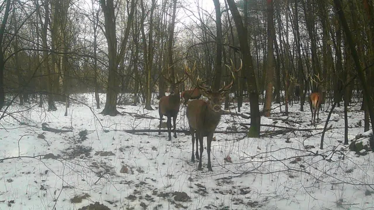 Jelenie już niebawem się zacznie… Wilki i sporo dzików 🦌🐗 okiem fotopułapki #75 