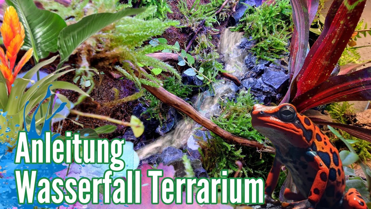 Wasserfall - Terrarium Gestaltung & Bepflanzung mit Pflanzen von Ben's Jungle