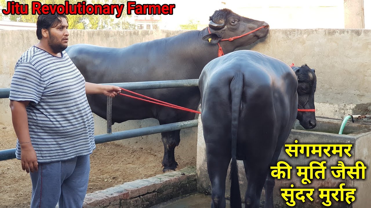 👍संगमरमर की मूर्ती- जैसी सुंदर मुर्रा का पशुधन.👍जीत चुके हैं- खूब ख़िताब.👍