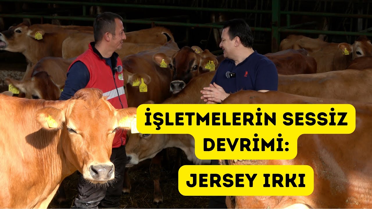 ''Jersey Rüzgarı'' - Türkiye de Neden Bu Kadar Popüler Oldu?