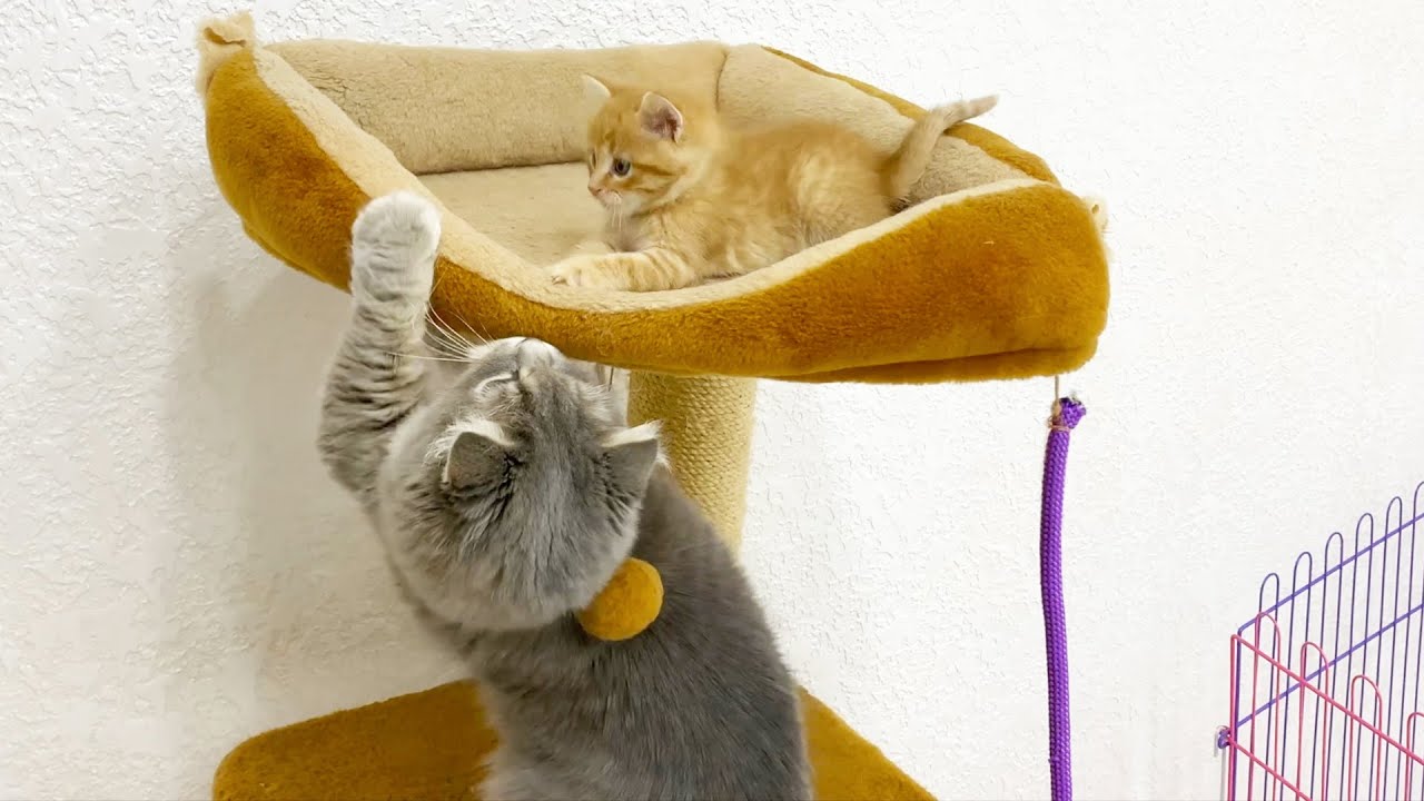 Маленький рыжий котенок спрятался высоко от кошки