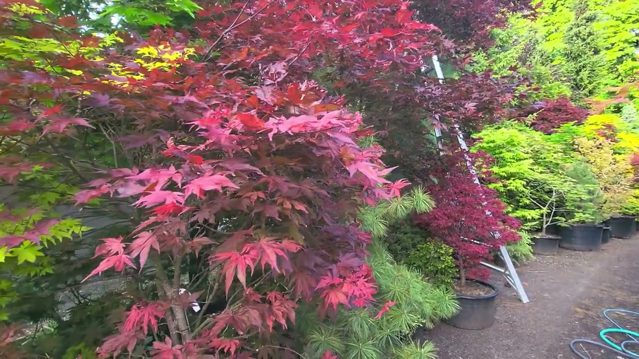 Dwarf conifers and Japanese Maples for the garden - Amazing Maples