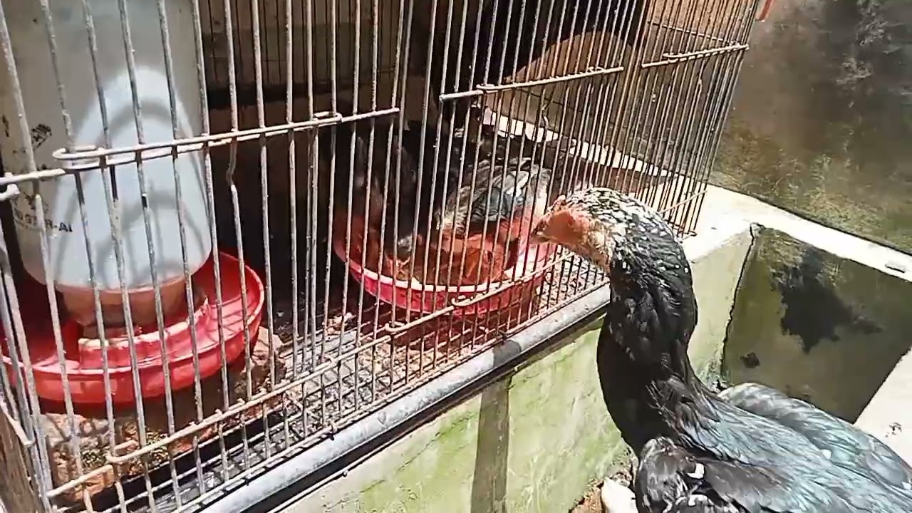 Pemula wajib tahu#ayam #peternaksejahtera #ayamkampung #youtube#success 