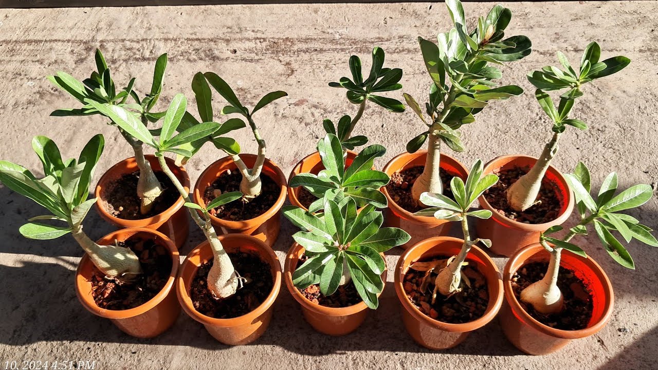 বর্ষাকালে অ্যাডেনিয়াম গাছের প্রতিস্থাপন ও কিভাবে মাটি তৈরি(potting media) করবেন #gardening #adenium