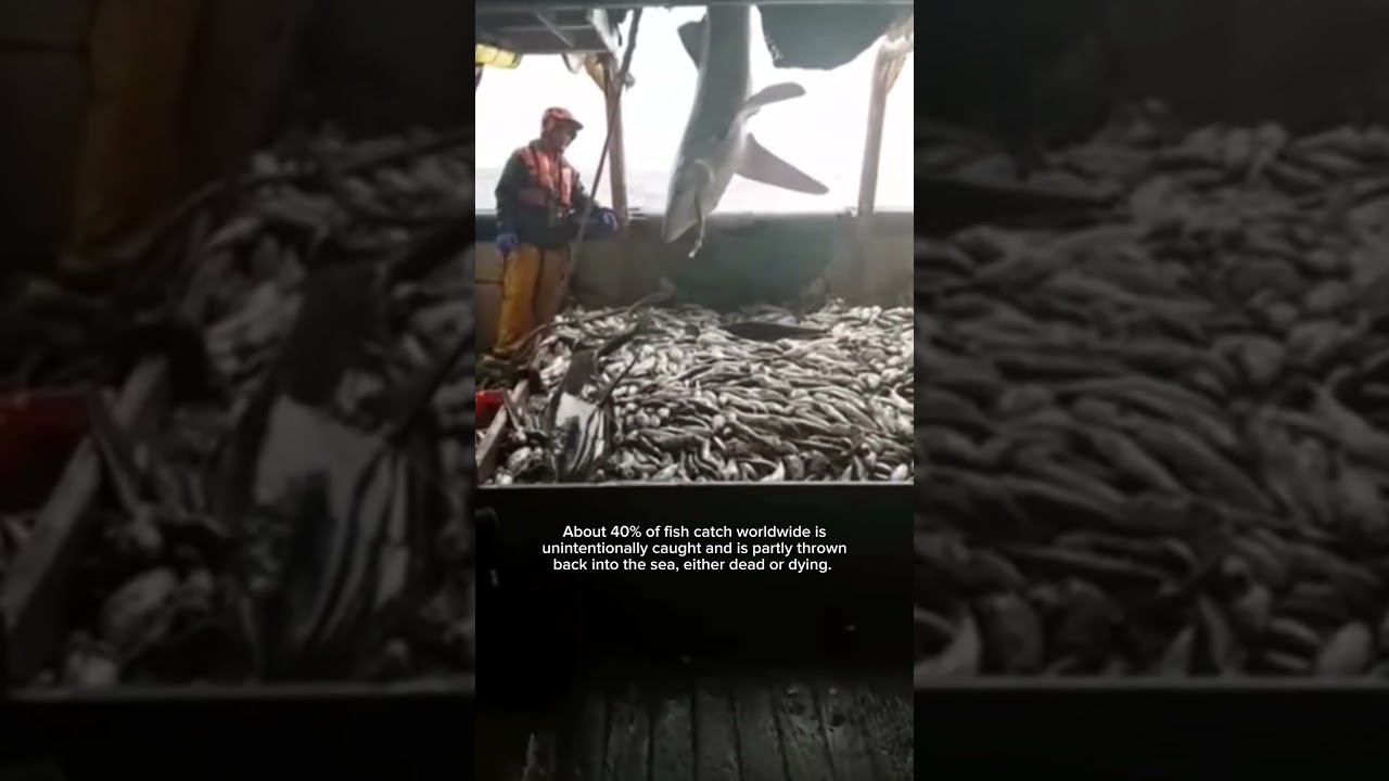 Fishing bycatch is a massive problem for sharks.. #oceans #sea #conserve