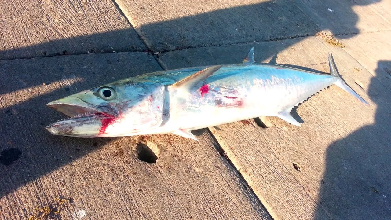 Bob Hall Pier Fishing REPORT + BONUS TARPON